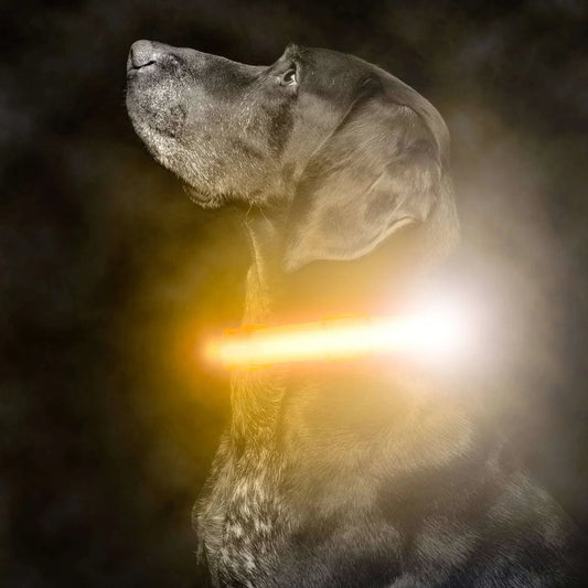 Coleira LED recarregável para passeio noturno com cão