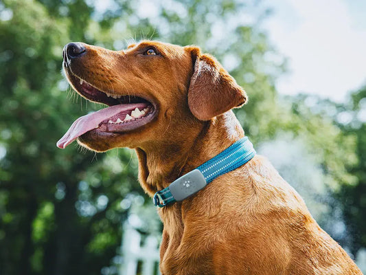 Rastreador GPS para pets com alerta de fuga